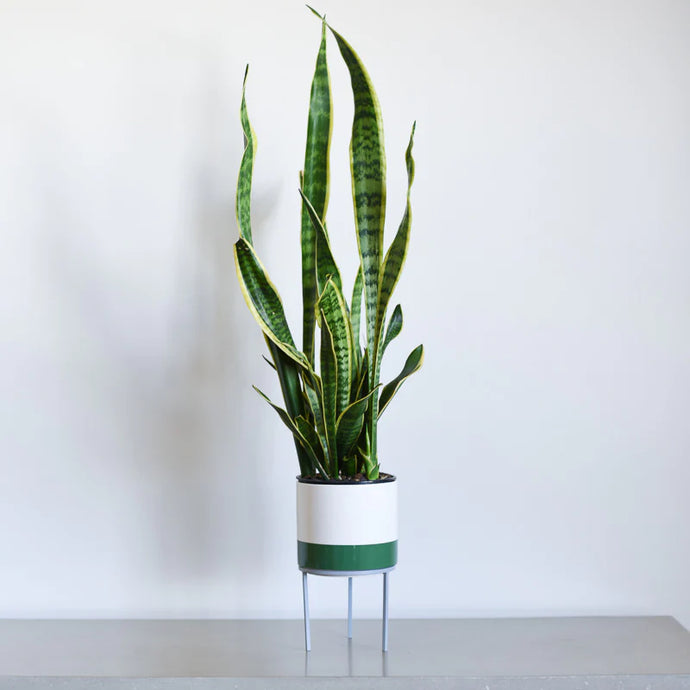 Six Benefits of Having Plants in Your Home
